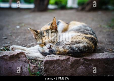 Streunende Calico-Katze, die auf einem Randstein schläft, hat sich in Kotor, Montenegro, zusammengewellt. Stockfoto