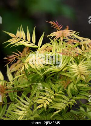 Sorbaria Sorbifolia "Sem" Stockfoto