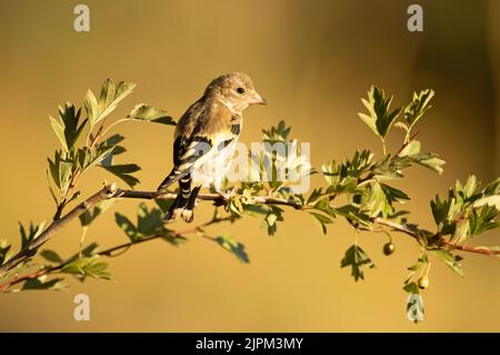 Junger europäischer Goldfink auf einem Ast in einem mediterranen Wald mit dem ersten Licht des Tages Stockfoto