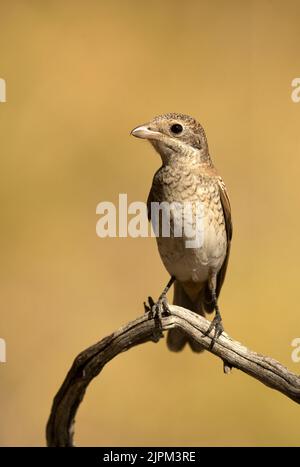 Das junge Woodchat-Garnelenjunge in einem mediterranen Wald mit dem ersten Licht des Tages auf einem Ast Stockfoto