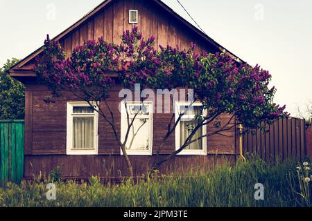 Die schöne Aussicht auf einen gemeinen Fliederbaum vor dem Holzhaus Stockfoto