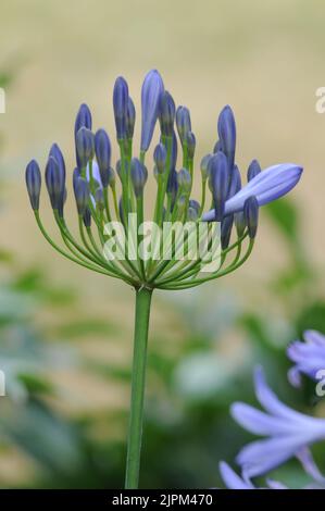 Agapanthus campanulatus, Blautöne und Flieder Stockfoto