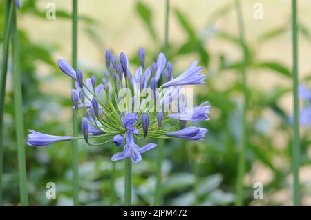 Agapanthus campanulatus, Blautöne und Flieder Stockfoto