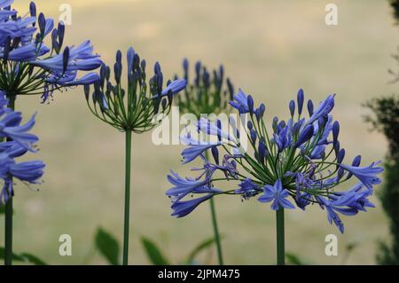 Agapanthus campanulatus, Blautöne und Flieder Stockfoto