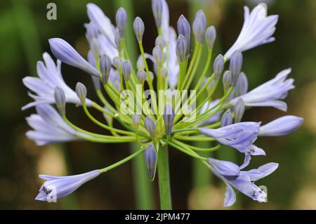 Agapanthus campanulatus, Blautöne und Flieder Stockfoto