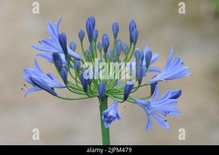 Agapanthus campanulatus, Blautöne und Flieder Stockfoto