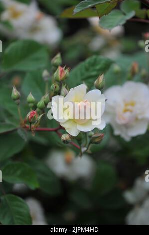 Penelope Strauchrose. Cremefarbene Aprikosenblätter. Massen von Blumen. Große Strauchrose. Viele Blumen. Stockfoto