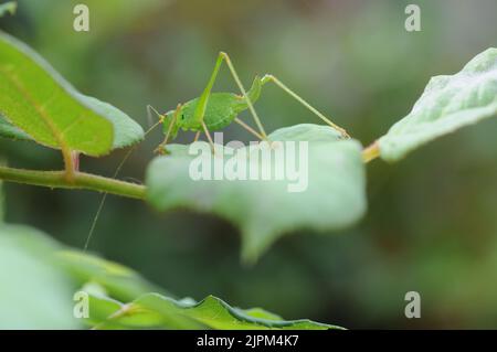 Makrofoto eines Green Cricket. Insekt In Hellgrüner Farbe. Springendes Insekt. Stockfoto