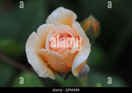 Dame der Schalotte Rose. Orange Wiederholung Blühend David Austin Stockfoto