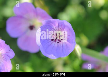 Blauer Flieder Geranium Rozanne. Klumpen bilden Sommerblüte. Klare violett-blaue Blüten. Stockfoto
