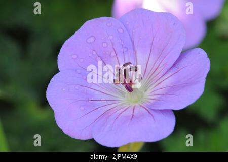 Blauer Flieder Geranium Rozanne. Klumpen bilden Sommerblüte. Klare violett-blaue Blüten. Stockfoto