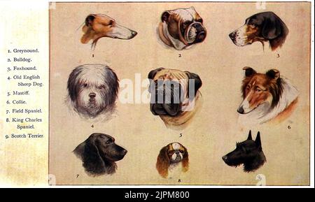 Eine frühe farbige Karte, die die Köpfe verschiedener Hunderassen zeigt, die in Großbritannien zu dieser Zeit beliebt waren. Stockfoto