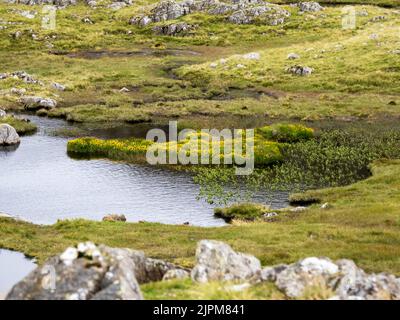 Moor Asphodel, Narthecium ossifragum wächst in einem tarn auf Glaramara, Lake District, Großbritannien. Stockfoto