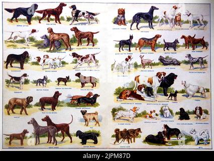 Eine frühe farbige Tabelle zeigt verschiedene Rassen von Hunden beliebt in Großbritannien zu dieser Zeit Stockfoto
