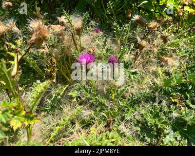 Nahaufnahme einer bunten violetten Blume der stiellosen Karlinendistel, Carlina acaulis Stockfoto