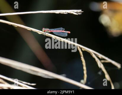 Eine große rote Damselfliege, Nymphula Pyrrhosoma bei Foulshaw, Moos, Cumbria, Großbritannien. Stockfoto