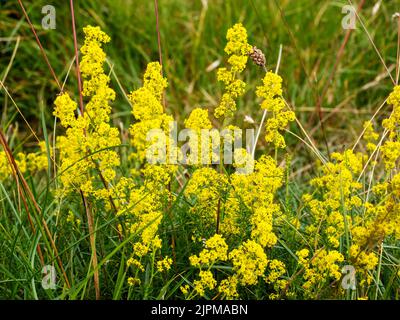 Lady's Bedstraw, Galium verum on Hutton Roof, Cumbria, Großbritannien. Stockfoto