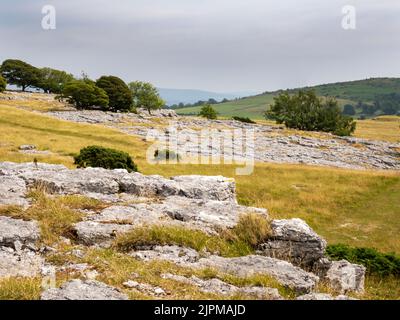 Kalksteinpflaster auf Farleton Fell, Cumbria, Großbritannien. Stockfoto