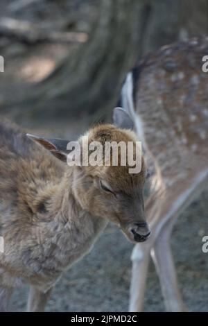 Eine vertikale Nahaufnahme eines sibirischen Moschushirsches (Moschus moschiferus) Stockfoto