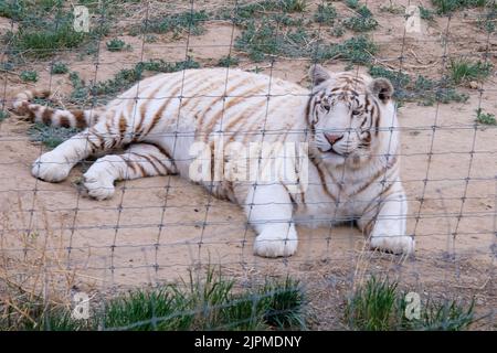 Eine schöne Aufnahme eines Ligers, der in einem Zoo gegen einen Gitterzaun auf dem Boden liegt Stockfoto