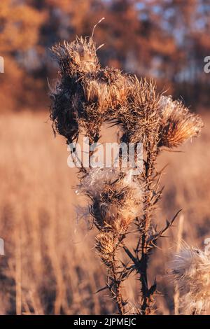 Foto der trockenen Blume Arctium láppa, große Klette. Nahaufnahme einer trockenen Blume bei Sonnenuntergang. Trockenes Blütenblätterwerk Stockfoto