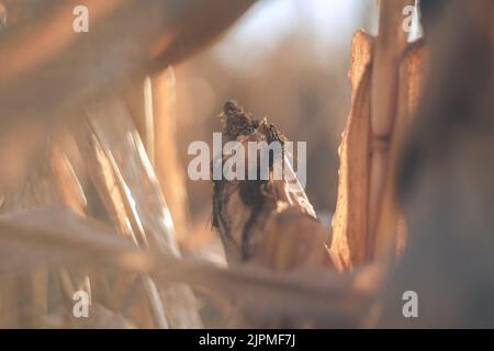 Trockenes Maisfeld, trockene Maisstiele, Saisonende. Hintergrund Herbst Stockfoto