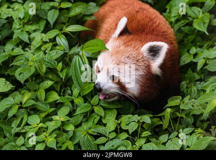 11. Juni 2022, Darjeeling, Indien: Der Rote Panda (Ailurus fulgens), auch bekannt als der kleinere Panda, ist ein gefährdeter IUCN Red gelisteter Kleinsäuger, der im östlichen Himalaya und im Südwesten Chinas beheimatet ist und am 11/06/2022 im größten Höhenzoo Indiens (7.000 Fuß) Padmaja Naidu Himalayan Zoological Park (PNHZP) in Darjeeling, West Bengal, Indien, herumläuft. Das PNHZP ist international bekannt für seine Erhaltungs- und Zuchtprogramme für die roten Pandas. (Bild: © Soumyabrata Roy/Pacific Press via ZUMA Press Wire) Stockfoto