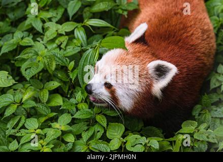 11. Juni 2022, Darjeeling, Indien: Der Rote Panda (Ailurus fulgens), auch bekannt als der kleinere Panda, ist ein gefährdeter IUCN Red gelisteter Kleinsäuger, der im östlichen Himalaya und im Südwesten Chinas beheimatet ist und am 11/06/2022 im größten Höhenzoo Indiens (7.000 Fuß) Padmaja Naidu Himalayan Zoological Park (PNHZP) in Darjeeling, West Bengal, Indien, herumläuft. Das PNHZP ist international bekannt für seine Erhaltungs- und Zuchtprogramme für die roten Pandas. (Bild: © Soumyabrata Roy/Pacific Press via ZUMA Press Wire) Stockfoto