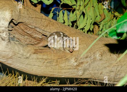 Der nördliche Quoll (Dasyurus hallucatus), auch bekannt als die nördliche einheimische Katze, die nordaustralische einheimische Katze oder der Satanellus ist ein fleischfressendes ma Stockfoto