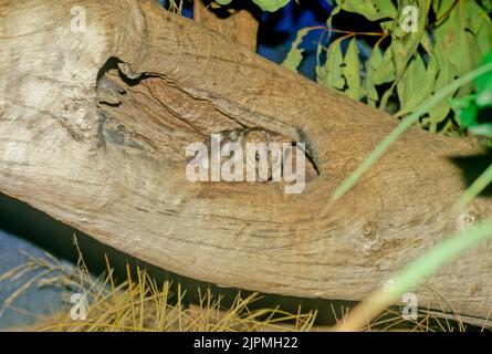 Der nördliche Quoll (Dasyurus hallucatus), auch bekannt als die nördliche einheimische Katze, die nordaustralische einheimische Katze oder der Satanellus ist ein fleischfressendes ma Stockfoto