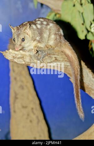 Der nördliche Quoll (Dasyurus hallucatus), auch bekannt als die nördliche einheimische Katze, die nordaustralische einheimische Katze oder der Satanellus ist ein fleischfressendes ma Stockfoto