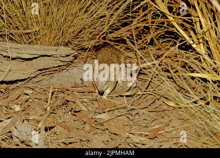 Der goldene Bandicoot (Isoodon auratus; Yolngu: WAN'kurra) ist ein kurznasiger Bandicoot, der in Nordaustralien gefunden wird. Er ist der kleinste seiner Gattung Stockfoto