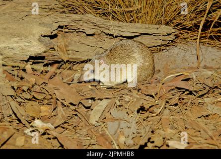 Der goldene Bandicoot (Isoodon auratus; Yolngu: WAN'kurra) ist ein kurznasiger Bandicoot, der in Nordaustralien gefunden wird. Er ist der kleinste seiner Gattung Stockfoto