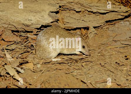 Der goldene Bandicoot (Isoodon auratus; Yolngu: WAN'kurra) ist ein kurznasiger Bandicoot, der in Nordaustralien gefunden wird. Er ist der kleinste seiner Gattung Stockfoto