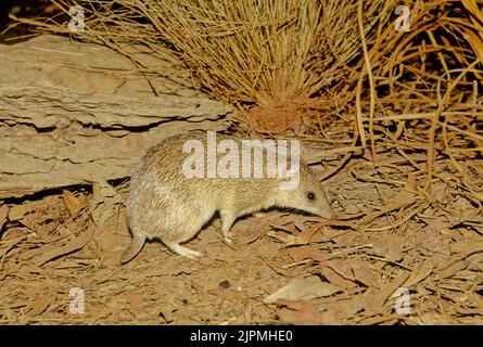 Der goldene Bandicoot (Isoodon auratus; Yolngu: WAN'kurra) ist ein kurznasiger Bandicoot, der in Nordaustralien gefunden wird. Er ist der kleinste seiner Gattung Stockfoto