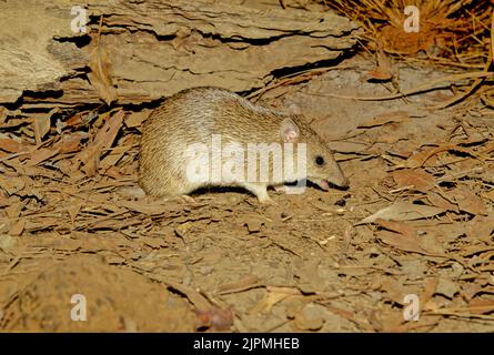 Der goldene Bandicoot (Isoodon auratus; Yolngu: WAN'kurra) ist ein kurznasiger Bandicoot, der in Nordaustralien gefunden wird. Er ist der kleinste seiner Gattung Stockfoto