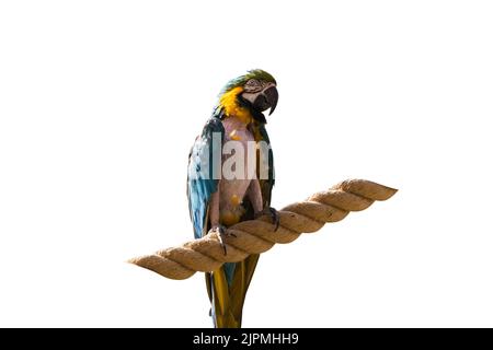Ein großer mehrfarbiger Papagei sitzt auf einem Seil. Isoliert auf weißem Hintergrund. Stockfoto