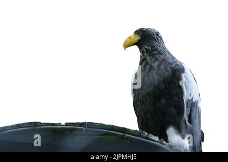 Ein großer Raubvögel der Falkenfamilie Steller Seeadler. Isoliert auf weißem Hintergrund. Stockfoto
