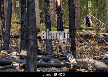 Schierke, Deutschland. 19. August 2022. Ein Feuerwehrmann sammelt Löschschläuche hinter verbrannten Bäumen. Das Gebiet, bekannt als 'Quesenbank/Knaupsholz', war vom 11. August 2022 bis zum 14. August 2022 verbrannt. Das Feuer hatte eine Fläche von 3,5 Hektar erfasst. Dabei wurden 1,5 Hektar vollständig verbrannt. Quelle: Klaus-Dietmar Gabbert/dpa/Alamy Live News Stockfoto