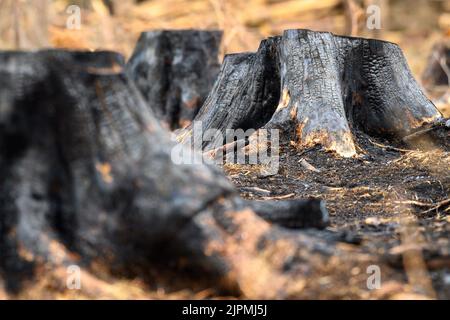 Schierke, Deutschland. 19. August 2022. Verkohlte Baumstümpfe werden nach einem Waldbrand zurückgelassen. Das Gebiet, bekannt als 'Quesenbank/Knaupsholz', war vom 11. August 2022 bis zum 14. August 2022 verbrannt. Das Feuer hatte eine Fläche von 3,5 Hektar erfasst. Dabei wurden 1,5 Hektar vollständig verbrannt. Quelle: Klaus-Dietmar Gabbert/dpa/Alamy Live News Stockfoto