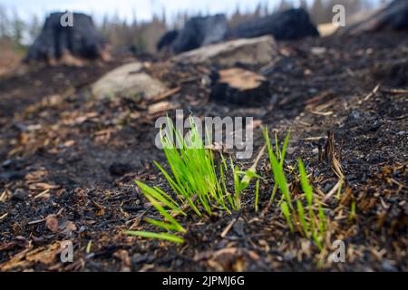 Schierke, Deutschland. 19. August 2022. Nach einem Waldbrand wächst auf dem verkohlten Waldboden junges Grün. Das Gebiet, bekannt als 'Quesenbank/Knaupsholz', war vom 11. August 2022 bis zum 14. August 2022 verbrannt. Das Feuer hatte eine Fläche von 3,5 Acres erfasst. Dabei wurden 1,5 Hektar vollständig verbrannt. Quelle: Klaus-Dietmar Gabbert/dpa/Alamy Live News Stockfoto