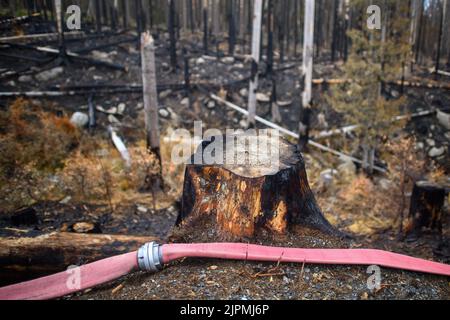 Schierke, Deutschland. 19. August 2022. Ein Schlauch der Feuerwehr liegt vor einem verbrannten Waldgebiet. Das Gebiet, bekannt als 'Quesenbank/Knaupsholz', war vom 11. August 2022 bis zum 14. August 2022 verbrannt. Das Feuer hatte eine Fläche von 3,5 Hektar erfasst. Dabei wurden 1,5 Hektar vollständig verbrannt. Quelle: Klaus-Dietmar Gabbert/dpa/Alamy Live News Stockfoto