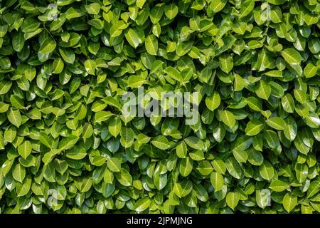Ein kleiner Bereich von leuchtend grünen Lorbeer Hecke flach auf die Kamera Stockfoto