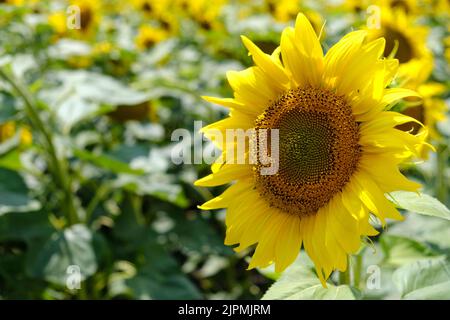 Große Sonnenblumenblume gegen Sonnenblumenfeld, helle Sonnenblume, natürlicher Hintergrund, selektiver Fokus Stockfoto