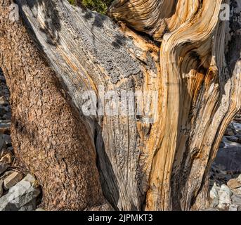 Stamm der Borstenkiefer, Pinus longaeva, Great Basin National Park, Nevada, USA Stockfoto