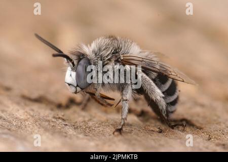Detailreiche Nahaufnahme eines flauschigen mediterranen Rüden Blue Bandered Bee, Amegilla albigena auf Holz sitzend Stockfoto