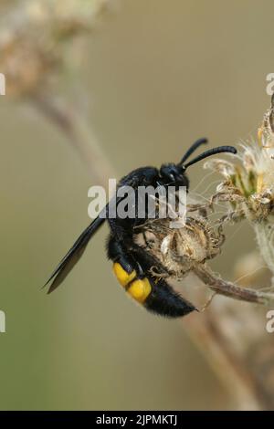 Detaillierte vertikale Nahaufnahme auf einer harmlosen mediterranen Scollidwespe , Scolia hirta in der Vegetation Stockfoto