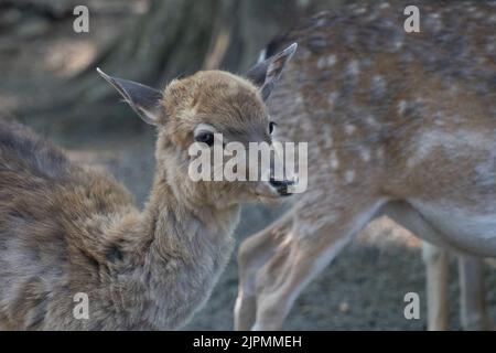 Nahaufnahme eines niedlichen sibirischen Moschushirsches (Moschus moschiferus) Stockfoto