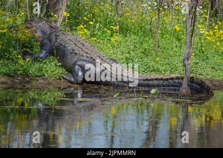 Ein großer amerikanischer Alligator, der an einem hellen Frühlingstag in die Wildblume eingebettet wird, während er sich in der Sonne erwärmt. Stockfoto