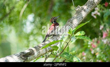 Der Sri-lankische Rotrückenspecht oder Rotrückenflamback (Dinopium psarodes), ein schöner und schelmischer Vogel, der in meinem Heimatland Sri Lanka endemisch ist Stockfoto